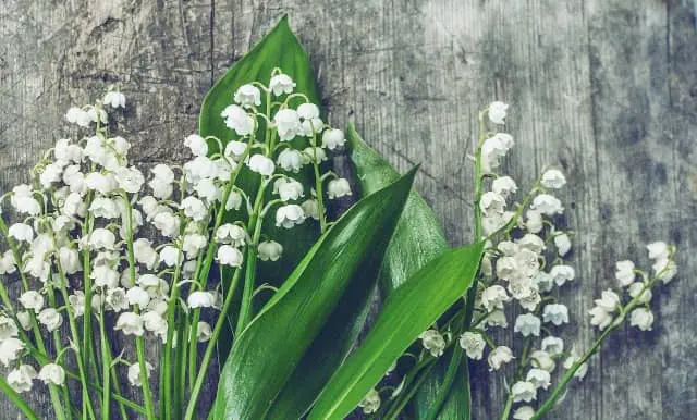 lily of the valley min Acqua Di Parma Colonia Essenza Review (2024): Italian Maestro lily of the valley