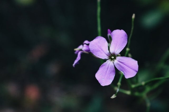 Violet flower min