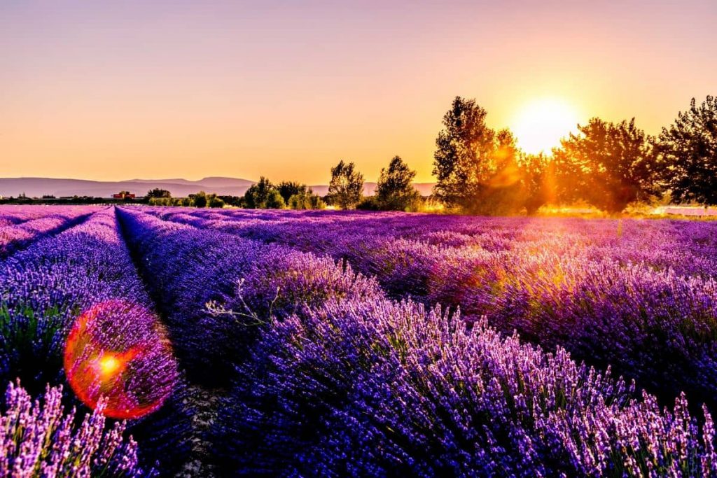 lavender fields - history of perfume