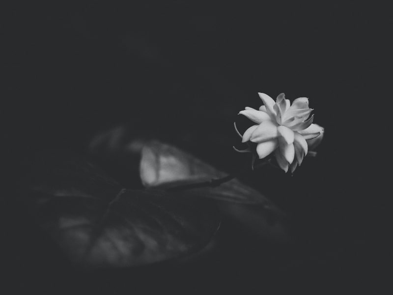 white flower black and white picture