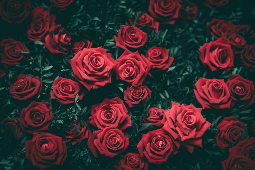 red roses - Best Spring Fragrances For Women