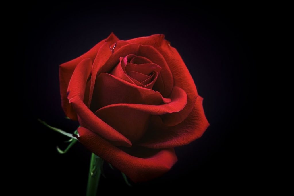 rose flower dark background