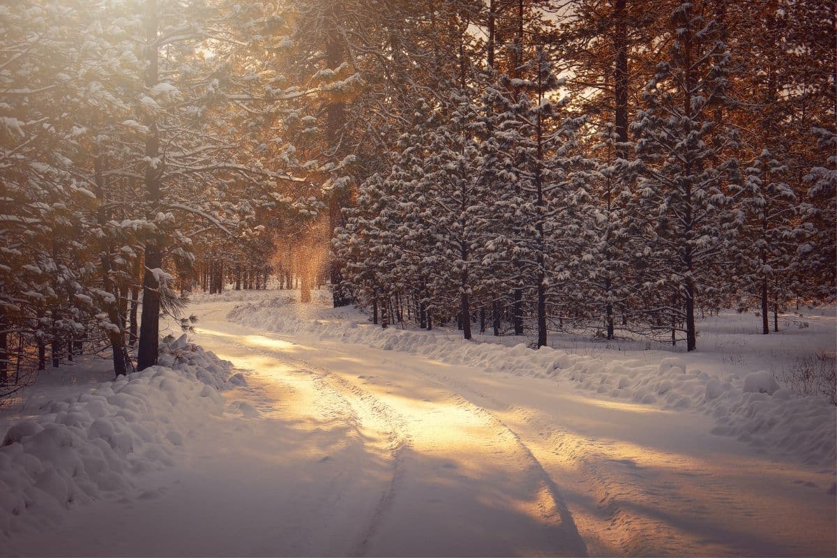 Snowy road - 5 Fragrance Recommendations For February 2022