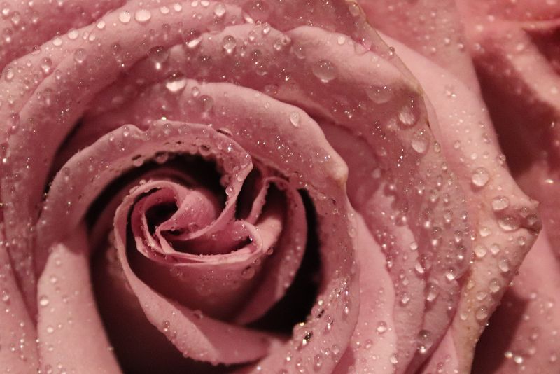 rose flower 