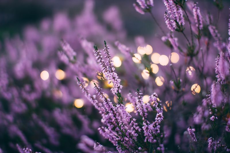 Lavender-flowers