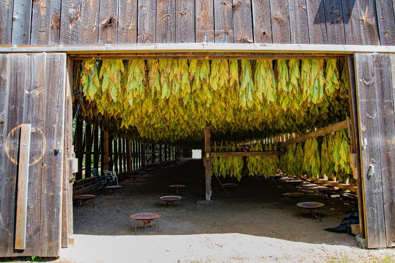 tobacco dried leaves
