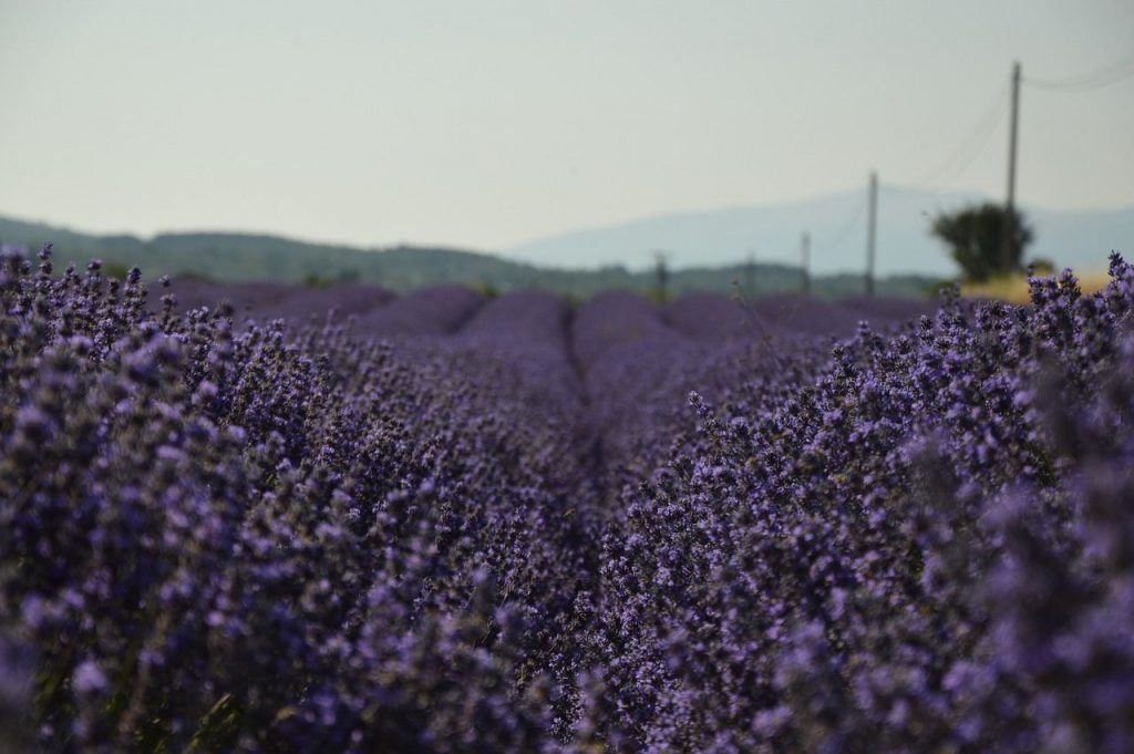 best perfumers - lavender fields