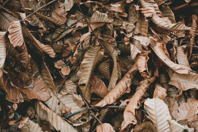 forest floor and dried leaves