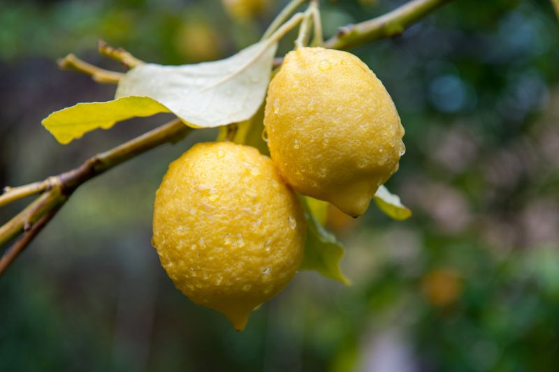sospiro bel canto two lemons on a branch Sospiro Bel Canto Review (2024): Opera-Inspired Elegance sospiro bel canto - two lemons on a branch