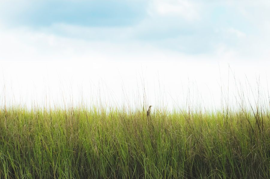 Roja Elysium green grass Roja Parfums Elysium Pour Homme Parfum Cologne Review (2024): The Power Of Marketing And Hype Roja Elysium - green grass