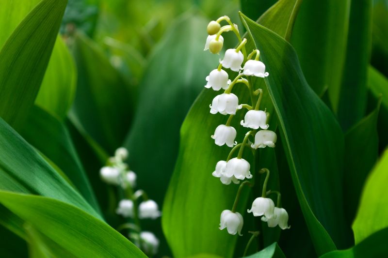 Xerjoff Accento Overdose - lily of the valley