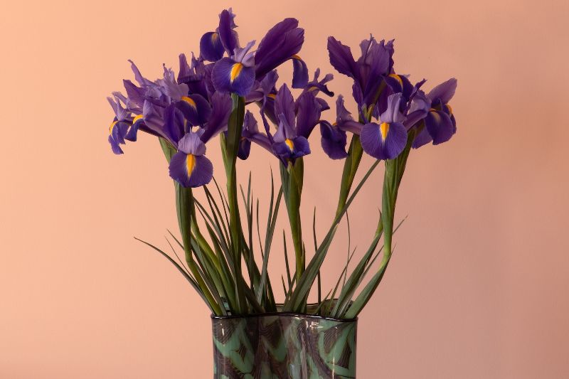 Amouage Imitation Man iris flowers in a vase Amouage Imitation Man Review (2024): Simply Stunning Amouage Imitation Man - iris flowers in a vase