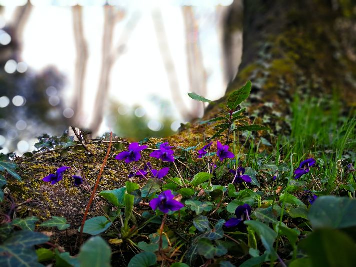 Creed Green Irish Tweed - violet flowers