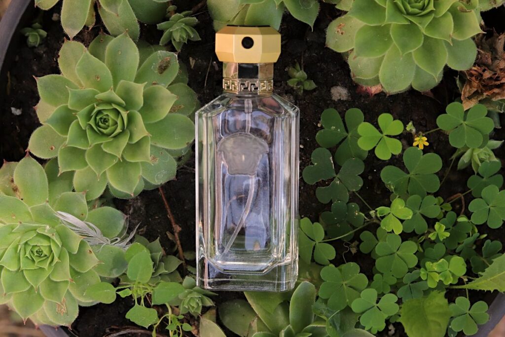 Versace The Dreamer Bottle in Flower Pot Versace The Dreamer Review (1996): The Smell Of Freedom Versace The Dreamer Bottle in Flower Pot